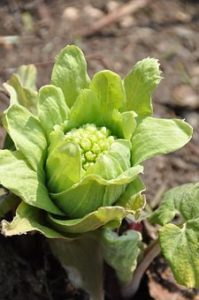 植物,山菜,ふきのとう,緑